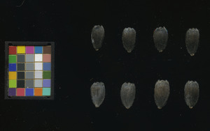 seed