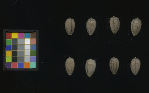 seed