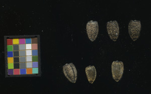 seed