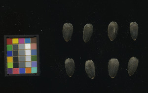 seed