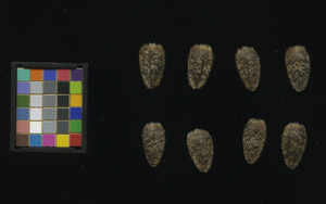 seed