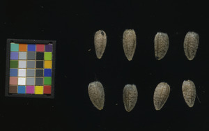 seed
