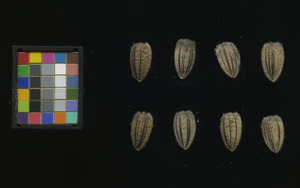 seed