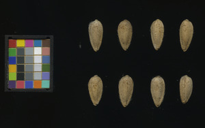 seed