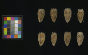 seed