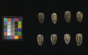 seed