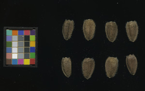 seed