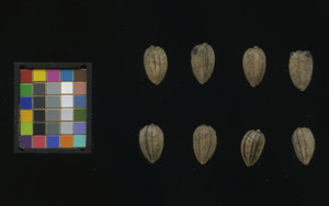 seed