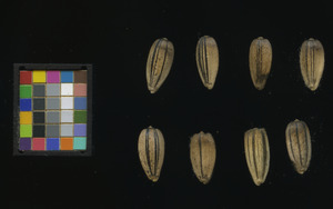 seed