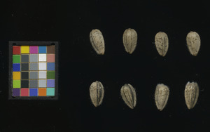seed