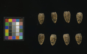 seed