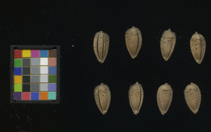 seed