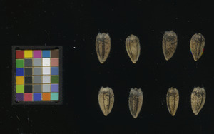 seed