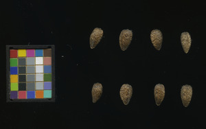 seed
