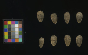 seed