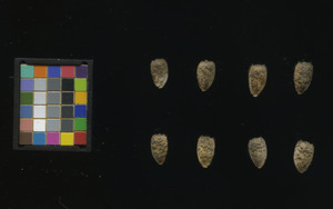 seed