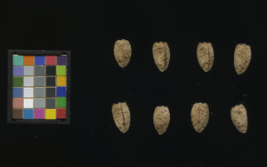 seed
