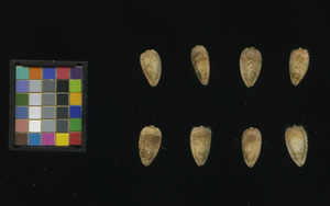 seed