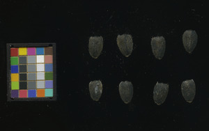 seed