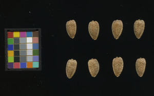 seed