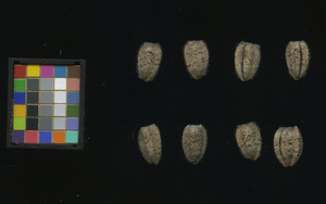 seed
