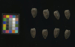 seed