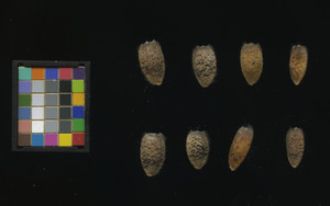 seed