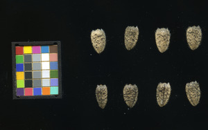 seed