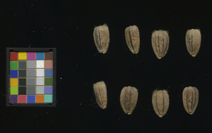 seed