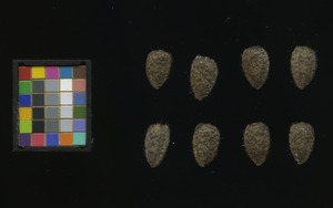 seed