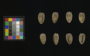 seed