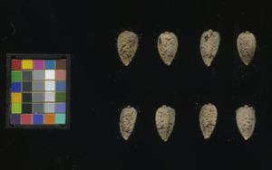 seed