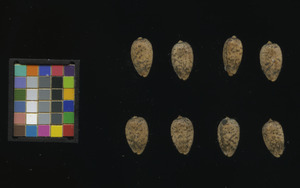 seed