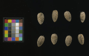 seed