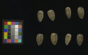 seed