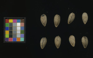seed