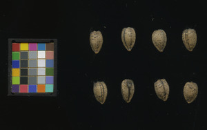 seed