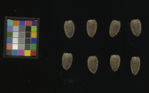 seed