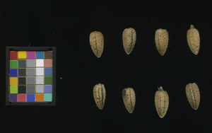 seed