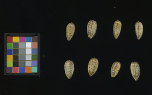 seed