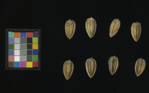 seed