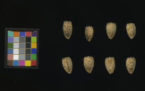 seed