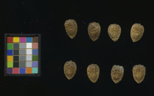seed