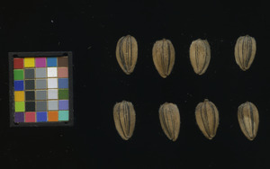 seed