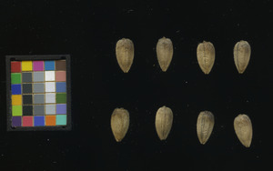 seed