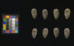 seed