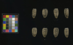 seed