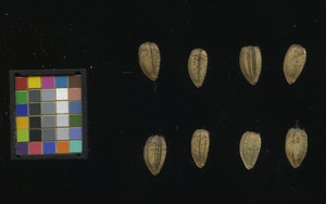 seed
