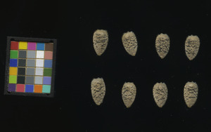 seed