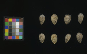 seed